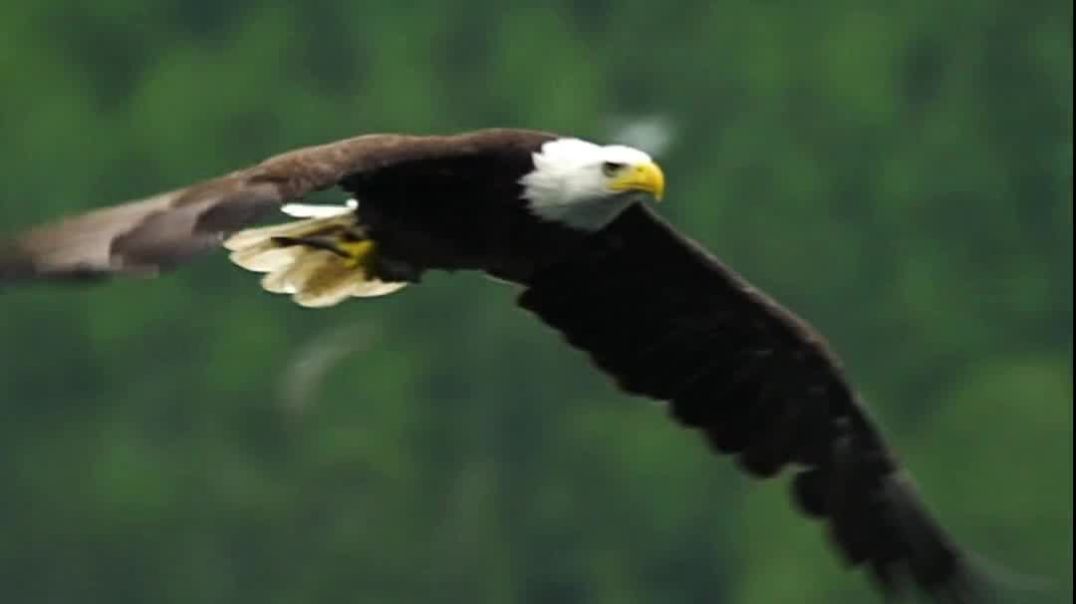Eagle of the SKY